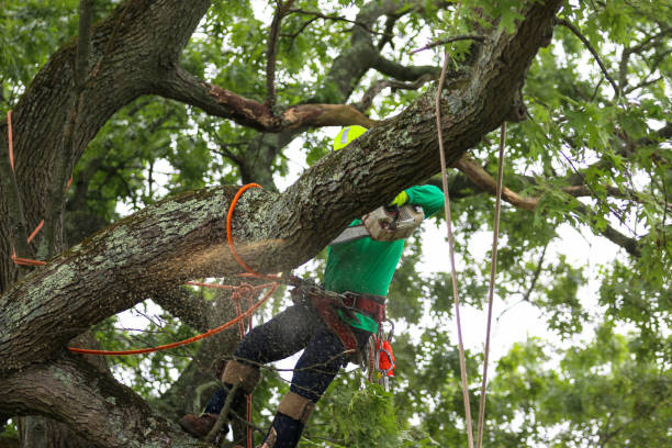 Reliable Prattville, AL Tree Services Solutions